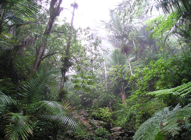 Caribbean National Rain Forest of El Yunque, Puerto Rico (photo by Alessandro Cai)